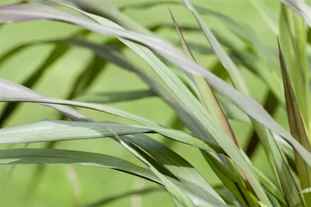 Panicum virg. 'Rotstrahlbusch' - 10 Ltr pot - image 2
