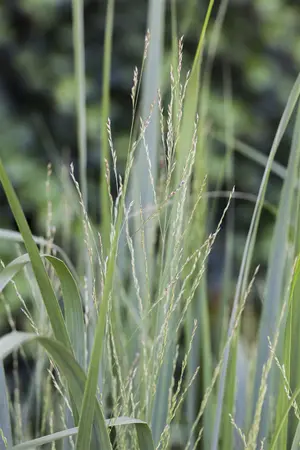 Panicum virg. 'Sangria' - 7.5 Ltr pot - image 2