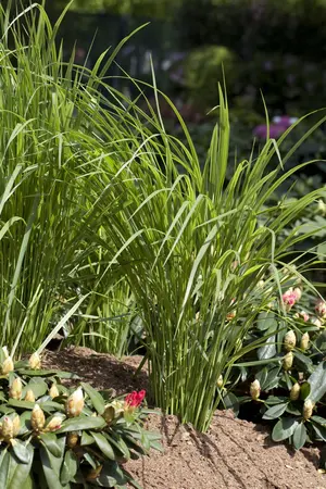 Panicum virg. 'Sangria' - 7.5 Ltr pot - image 3