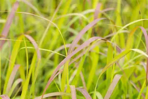 Panicum virg. 'Shenandoah' - P13 - image 3