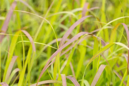 Panicum virg. 'Shenandoah' - 10 Ltr pot - image 3