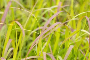 Panicum virg. 'Shenandoah' - 10 Ltr pot - image 3