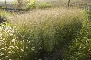 Panicum virg. 'Shenandoah'