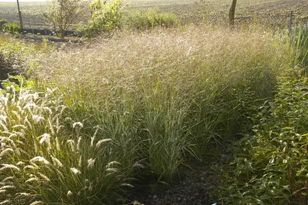 Panicum virg. 'Shenandoah' - P13 - image 1