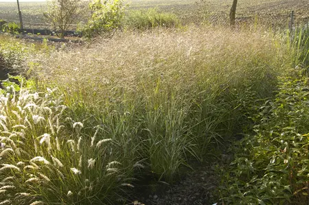 Panicum virg. 'Shenandoah' - 10 Ltr pot - image 1