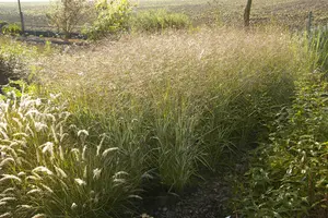 Panicum virg. 'Shenandoah' - 10 Ltr pot - image 1