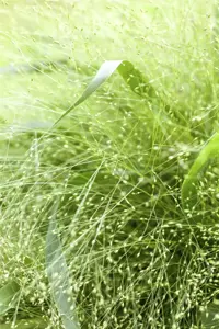 Panicum virg. 'Sphinx' - P9 - image 2