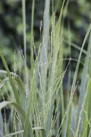 Panicum virg. 'Sphinx' - P9 - image 5