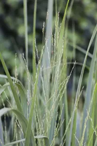 Panicum virg. 'Sphinx' - P9 - image 5