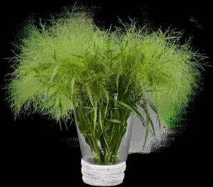 Panicum virg. 'Sphinx'