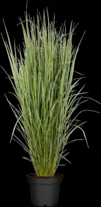 Panicum virg. 'Sphinx' - P9 - image 4