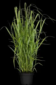 Panicum virg. 'Sphinx' - P9 - image 3