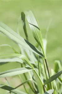 Panicum virg. 'Squaw'
