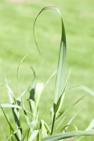 Panicum virg. 'Squaw' - 2 Ltr pot - image 2