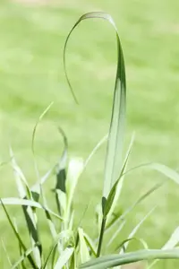 Panicum virg. 'Squaw' - 2 Ltr pot - image 2