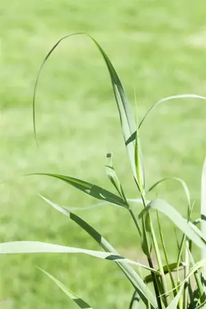 Panicum virg. 'Squaw' - 2 Ltr pot - image 3