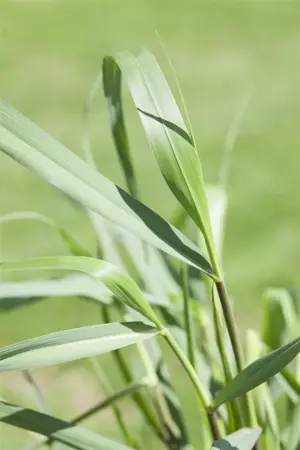 Panicum virg. 'Squaw' - P9 - image 1