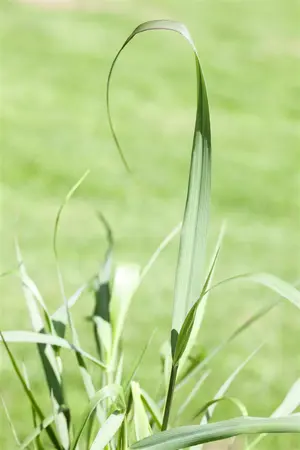 Panicum virg. 'Squaw' - 2.5 Ltr pot - image 2