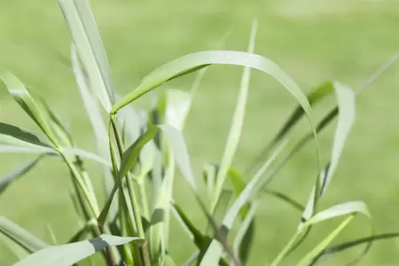 Panicum virg. 'Squaw' - 2 Ltr pot - image 5
