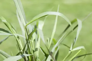 Panicum virg. 'Squaw' - 2 Ltr pot - image 5
