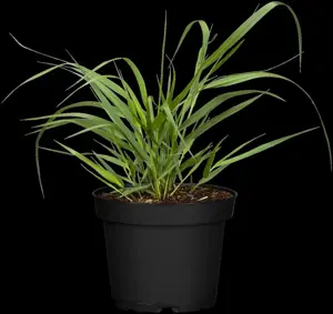 Panicum virg. 'Squaw' - 2 Ltr pot - image 4