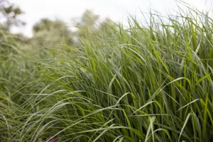 Panicum virg. 'Strictum'