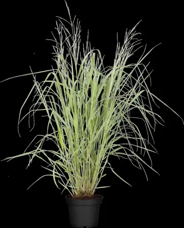 Panicum virg. 'Warrior' - P9 - image 1