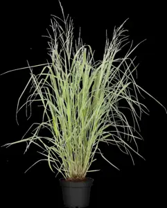 Panicum virg. 'Warrior' - P9 - image 3