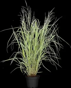 Panicum virg. 'Warrior' - P13 - image 1
