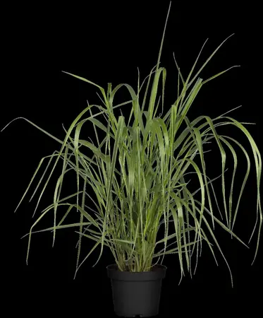 Panicum virg. 'Warrior' - P9 - image 2