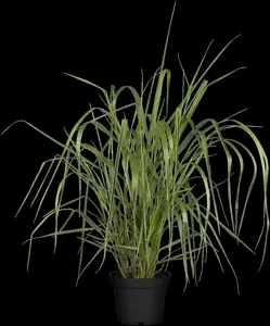 Panicum virg. 'Warrior' - P9 - image 2