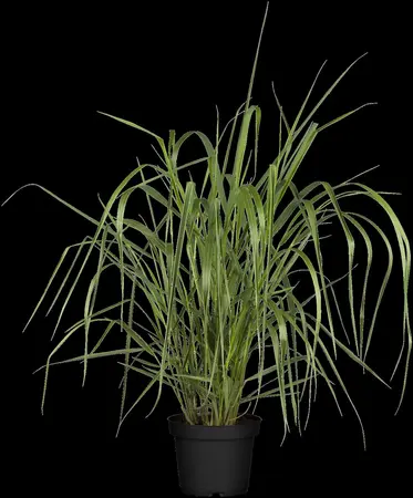 Panicum virg. 'Warrior' - P13 - image 2