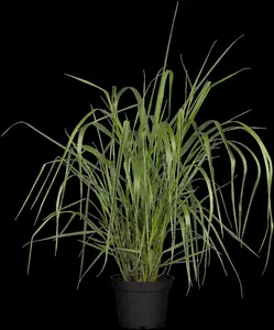 Panicum virg. 'Warrior' - P13 - image 2