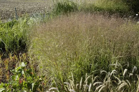 Panicum virg. 'Warrior' - P9 - image 3
