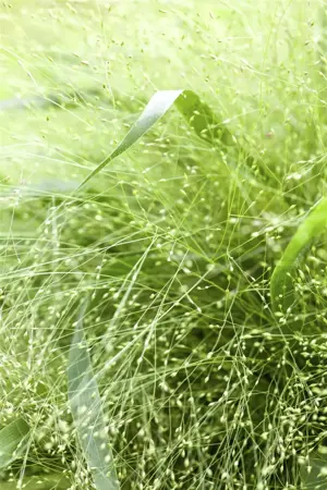Panicum virgatum - P9 - image 2