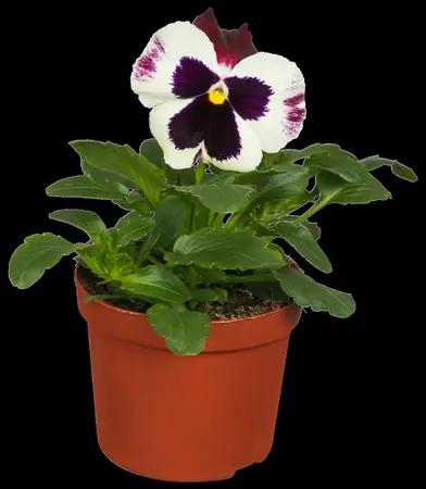 PANSY HANGING POT 25-27CM - image 2