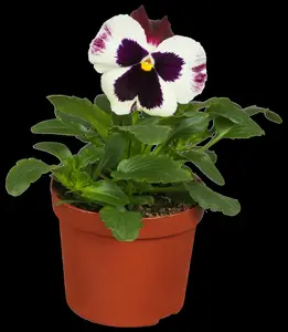 PANSY HANGING POT 25-27CM - image 2