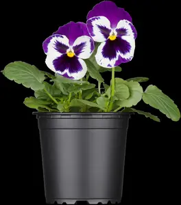 PANSY HANGING POT 25-27CM - image 4