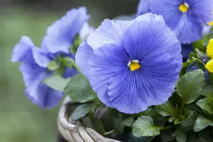 PANSY HANGING POT 25-27CM - image 5