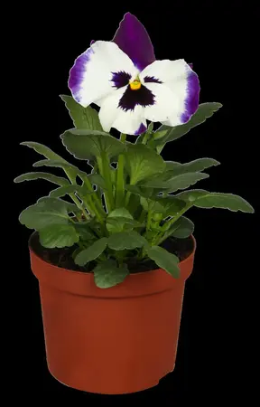 PANSY HANGING POT 25-27CM - image 3