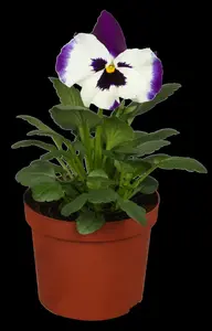 PANSY HANGING POT 25-27CM - image 3