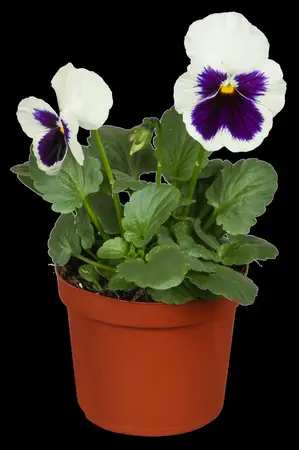 PANSY HANGING POT 25-27CM - image 1