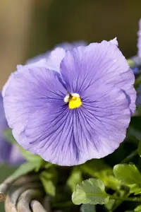PANSY MIX 20 Pk - image 2