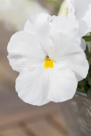 PANSY MIX 20 Pk - image 3