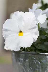 PANSY MIX 20 Pk - image 4