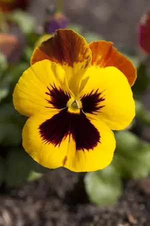 PANSY MIX 20 Pk - image 5