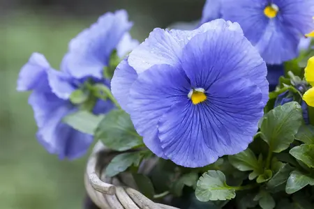 PANSY MIX 20 Pk - image 1