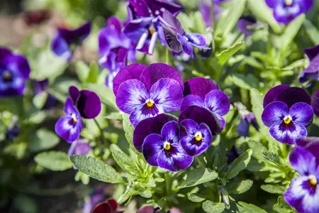 PANSY MIXED 6 pack - image 2