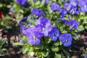 PANSY MIXED 6 pack - image 3