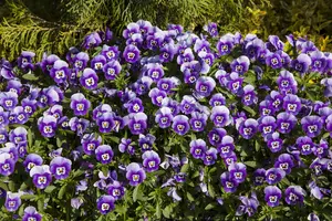 PANSY MIXED 